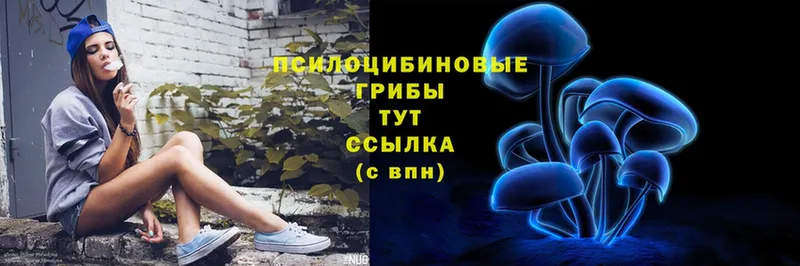 Псилоцибиновые грибы Psilocybe  Дмитровск 